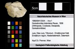 Foto (Objekt + Etiketten) von Goniodromites bidentatus (Reuss, 1858) 